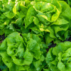 Insalata